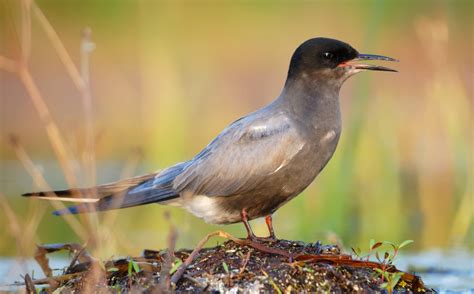 Black Tern - NDOW
