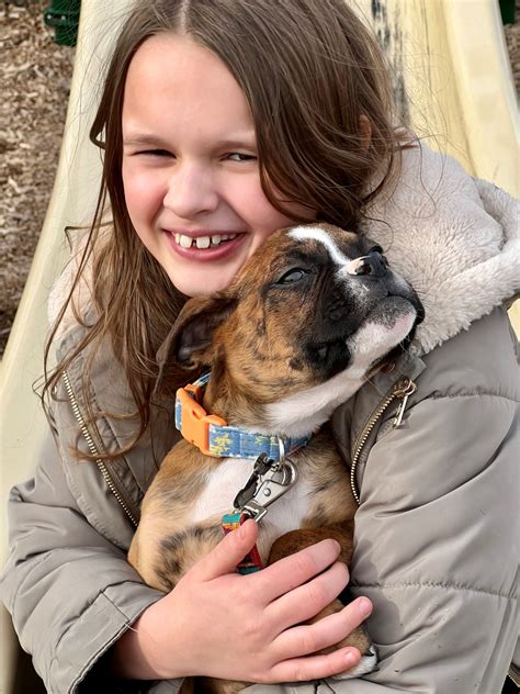 Adopt A Boxer