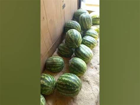 хороший 👍 арбуз 🍉 и не хороший арбуз 🍉 угадайте ребята - YouTube