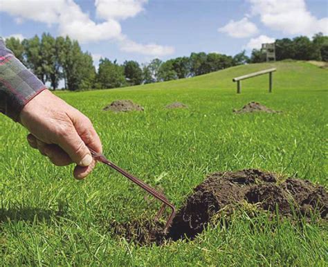 mole trap set   mole  vole traps nortene