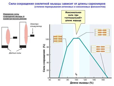 Основы анатомии и физиологии - презентация онлайн