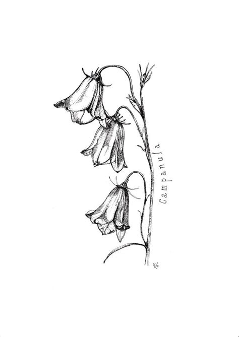 campanula Flower Art Painting, Painting Art Projects, Line Art Tattoos ...