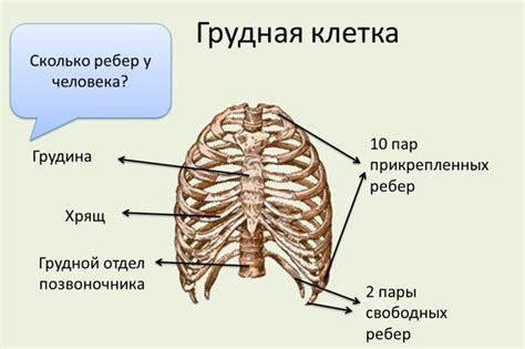 Сколько пар ребер у человека в грудной клетке: у мужчин и женщин