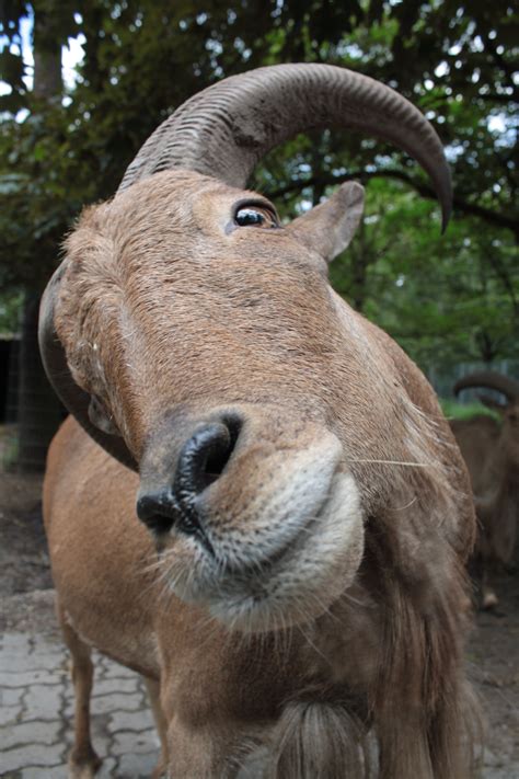 zoo animal with horns