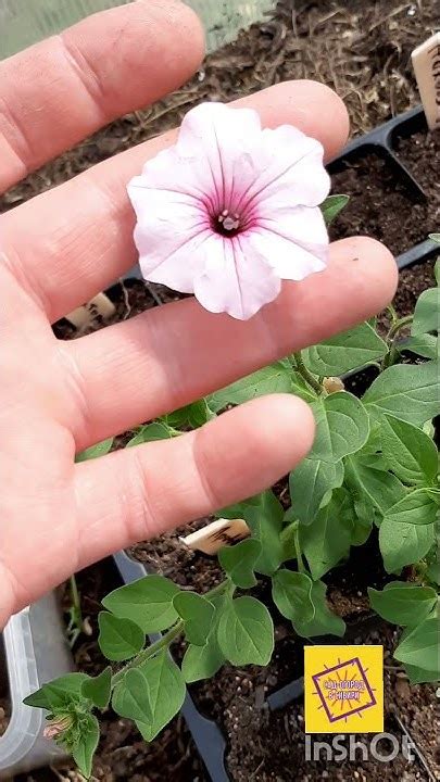 Супертуния Виста Сильверберри (Supertunia Vista Silverberry) - YouTube