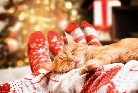 Christmas with pets: 10 top tips - If Pets Could Talk