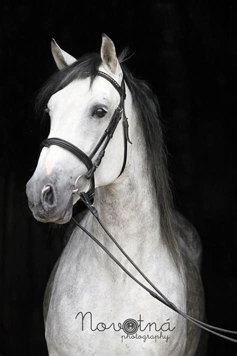 (96) Aneta Novotná - amatérská fotografka - Photos | Animales y ...