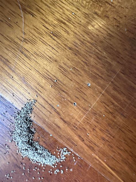 Is this evidence of termites? : r/whatsthisbug