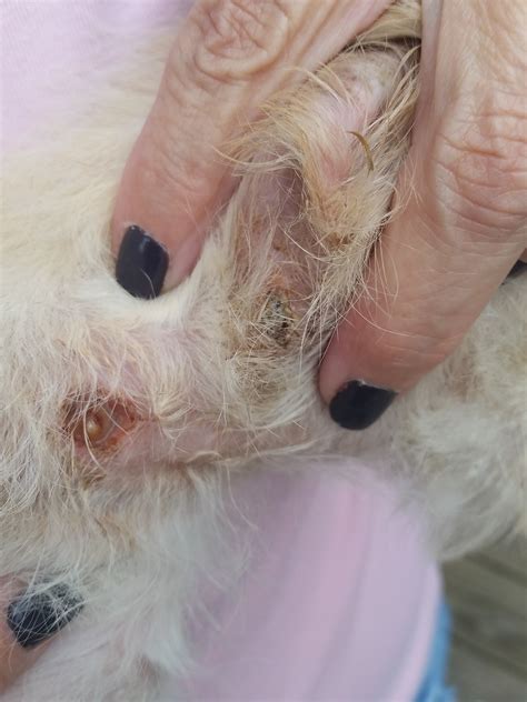 My new puppy has 2 pus filled sores in her neck about 2 inches below