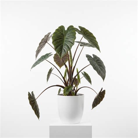 naked lady plant care amaryllis belladonna junglistan