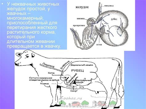 Парнокопытные животные - online presentation