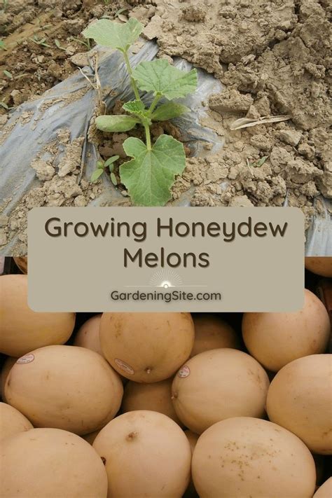 honeydew melons, how to grow honeydew melons, growing honeydew melon ...
