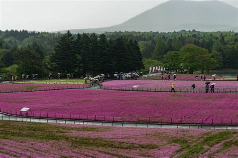Flowers and Fuji : r/pics