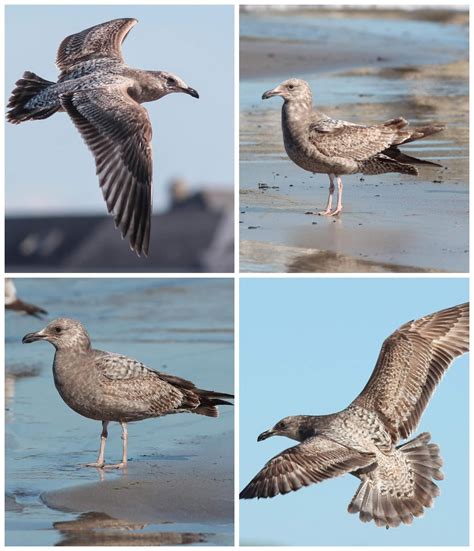A life at the shoreline. .. by Jeff Copner : Bird Photography