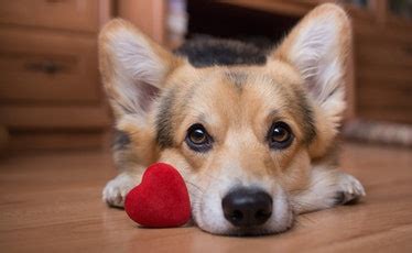 Captions When Your Dog Is Your Valentine That Are Paws-itively Adorable