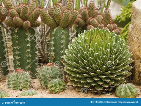 Todos Os Tipos De Cactos - Muitos tipos de cacto foto de stock. Imagem de cactos - 71443186