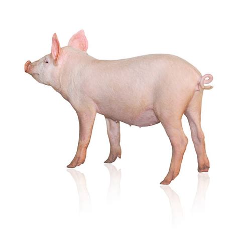 Best Pig Tail Animal Stock Photos, Pictures & Royalty-Free Images - iStock