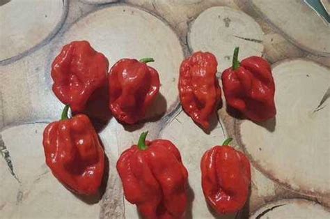 Семена carolina reaper Москва | Растения | Festima.Ru – мониторинг ...