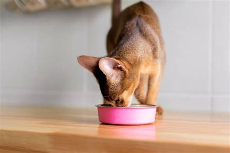 Рахит у котят и кошек: симптомы и лечение