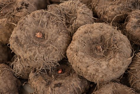 konjac caracteristicas usos  beneficios fitoterapia reino minerales