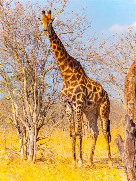 giraffe  african savanna stock image image  tall