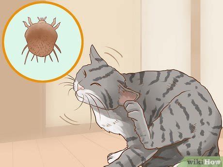 how to treat mange in cats at home