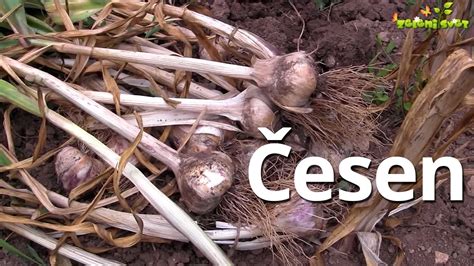 Česen - YouTube