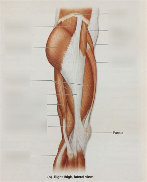 muscles thigh lateral view diagram quizlet