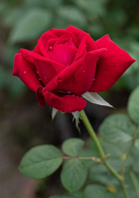 gambar bunga mawar merah mawar bunga merah foto gratis  pixabay