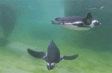 Summer Lol GIF by San Diego Zoo - Find & Share on GIPHY