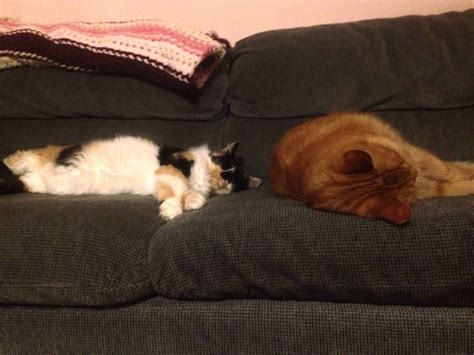 Sleeping Cats