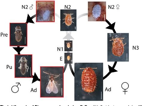 Figure 1 from Differential Juvenile Hormone Variations in Scale Insect ...