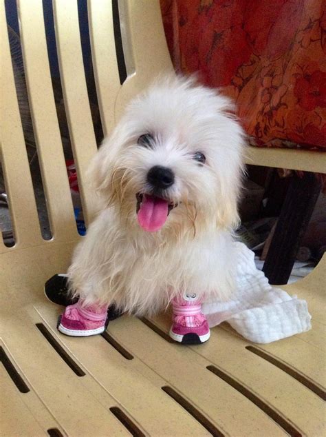Princess Snow