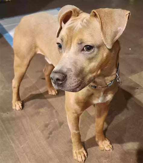 Dog adoption in Conyers, GA 30094: Pit mix Dog "Cedar"