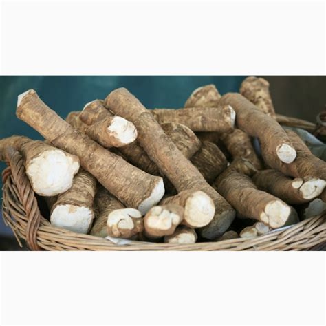 Куплю корень хрону.ДОРОГО, Львівська обл — Agro-Ukraine