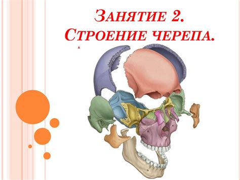 Строение черепа - презентация онлайн