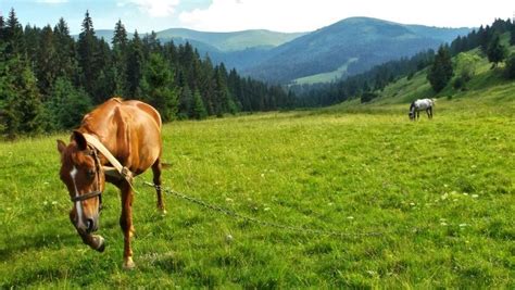"Гуцулики"- це карпатські коні гуцульської породи | Horses, Animals