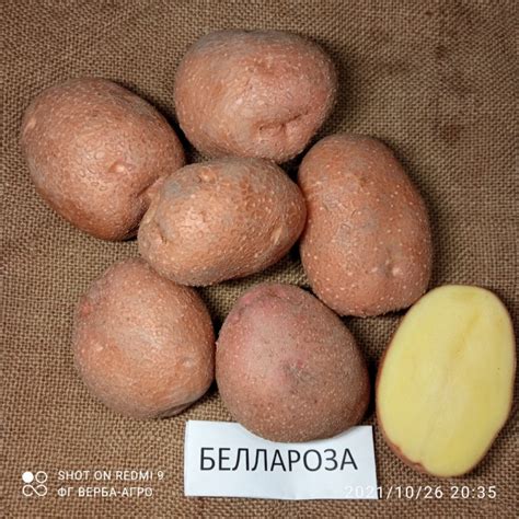 Купити НАСІННЕВА картопля семенной картофель Ривьера, Беллароза ...