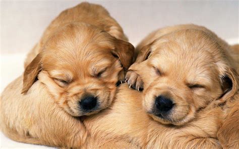 Cute Baby Puppies Wallpapers - Wallpaper Cave