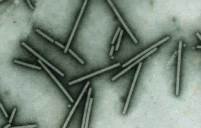 tobamovirus