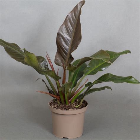 Philodendron "Autumn Falls" (15cm Pot) - Tropical Plants UK