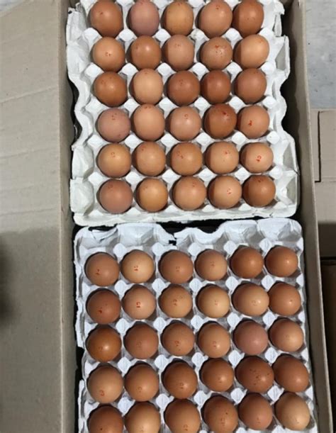 Продам яйца куриные — Agro-Kazakhstan