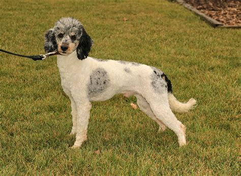 Hailey - Mini Bernedoodle Puppy For Sale in Pennsylvania