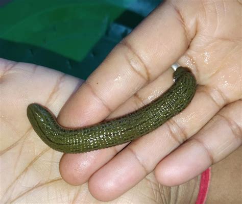 leech pack  ten piece  session  indore id