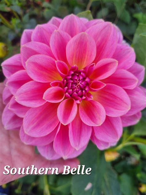 Southern Belle – Julia's Dahlias