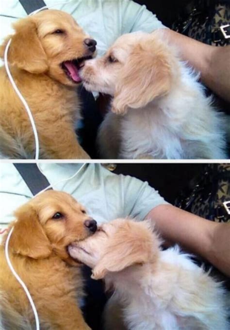 10 Dog Kissing Gifs That Tell You Everything You Need To Know About ...