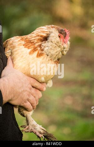 salmon faverolle hen Stock Photo - Alamy