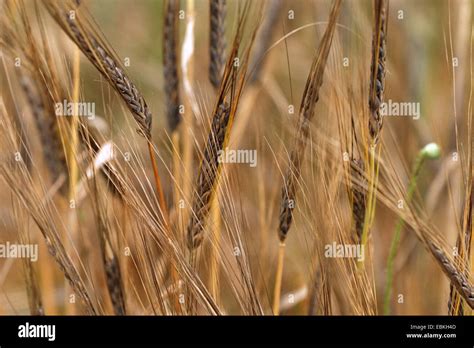 Vulgare ssp distichon var persicum hi-res stock photography and images ...