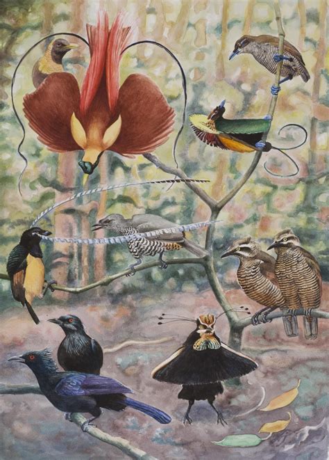 An unexpectedly long history of sexual selection in birds-of-paradise