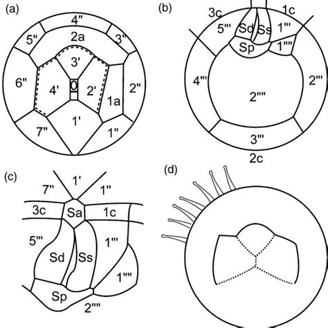 Cysts of Protoperidinium | Download Scientific Diagram